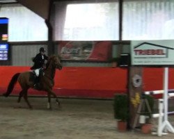 jumper Mity Sun (Zangersheide riding horse, 2003, from Mity Wind xx)