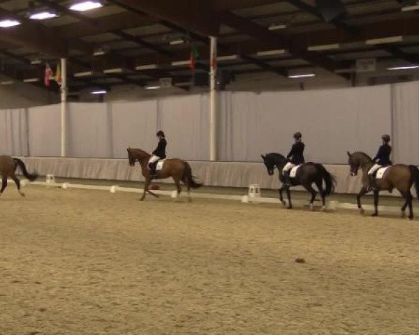 dressage horse Fantomas (Westphalian, 1999, from Florestan I)