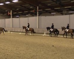dressage horse Fantomas (Westphalian, 1999, from Florestan I)