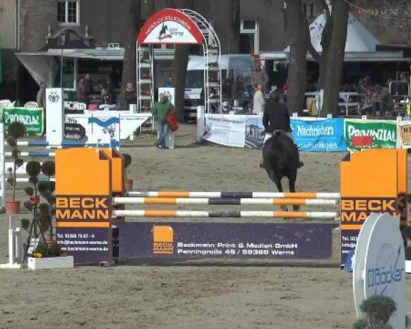 Springpferd Quanta 15 (Oldenburger Springpferd, 2010, von Quintender 2)