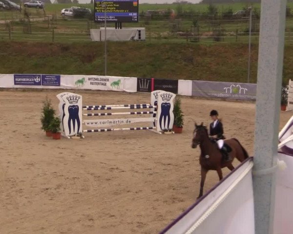 jumper Cawumm (Holsteiner, 2000, from Cardino)