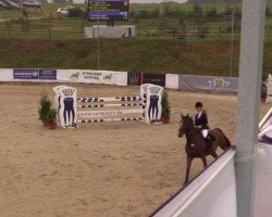 jumper Cawumm (Holsteiner, 2000, from Cardino)