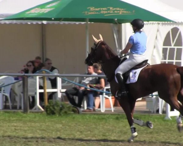 Springpferd Little Lord 81 (Hannoveraner, 2003, von Laptop)