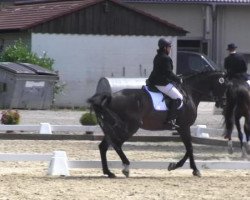 dressage horse Feivel RS (Hanoverian, 2003, from Fabriano)