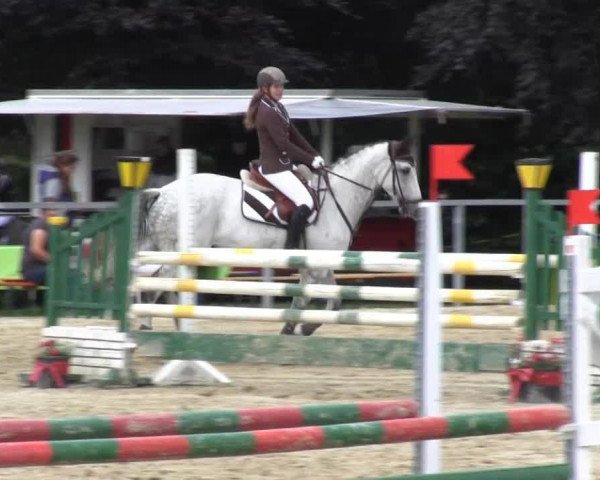 jumper Final Countdown (Hanoverian, 2004, from First Game H)