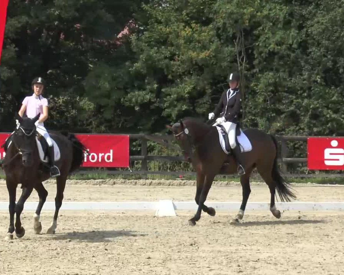 dressage horse Lui Lennox (Hanoverian, 2006, from Londonderry)