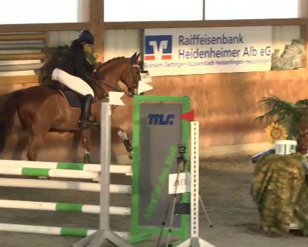 jumper Rigo 56 (Hanoverian, 2004, from Rotspon)