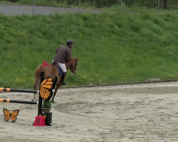 Reitturnier Schaffhausen 2021