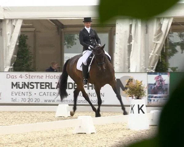 dressage horse Comtess 169 (Hanoverian, 2004, from Connery)