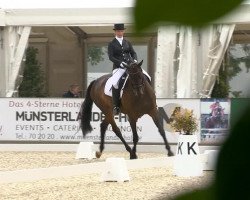 dressage horse Comtess 169 (Hanoverian, 2004, from Connery)