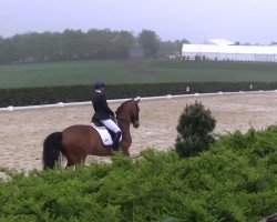 dressage horse Cracker Jack 9 (Oldenburg, 2004, from Chico's Boy)