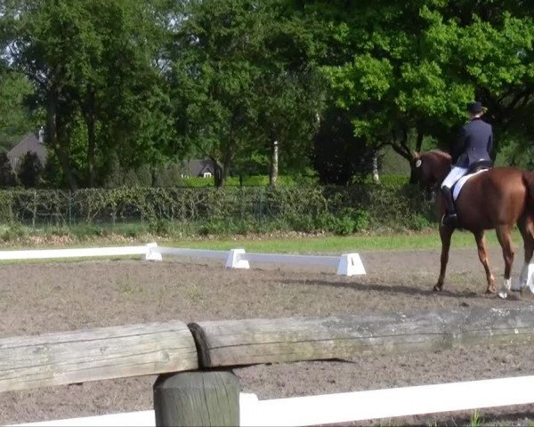 dressage horse Weltino 19 (Hanoverian, 1999, from Weltmeyer)