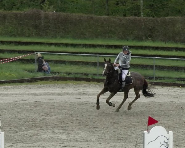 Reitturnier Schaffhausen 2021