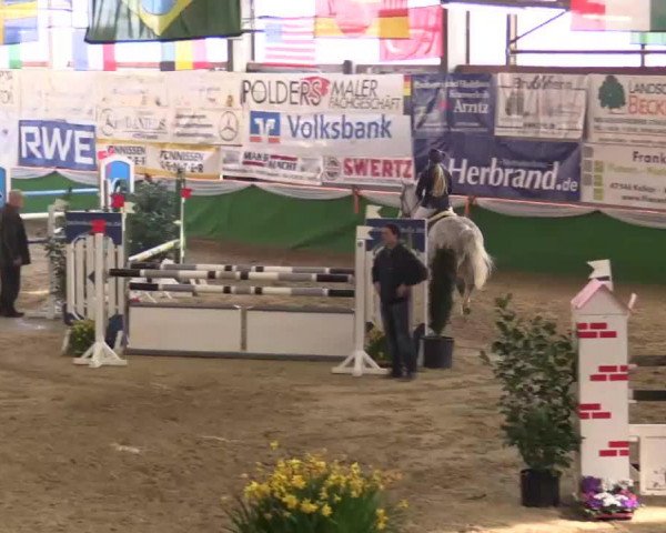 Jumper Coolman 58 (Holsteiner, 2004, from Calato)