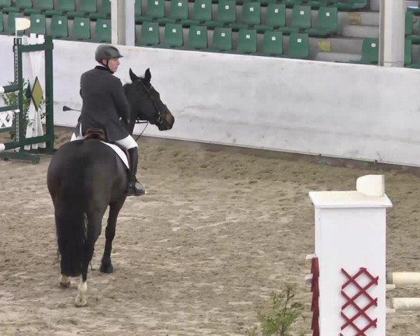 Springpferd Countess 14 (Oldenburger Springpferd, 2005, von Corleone)