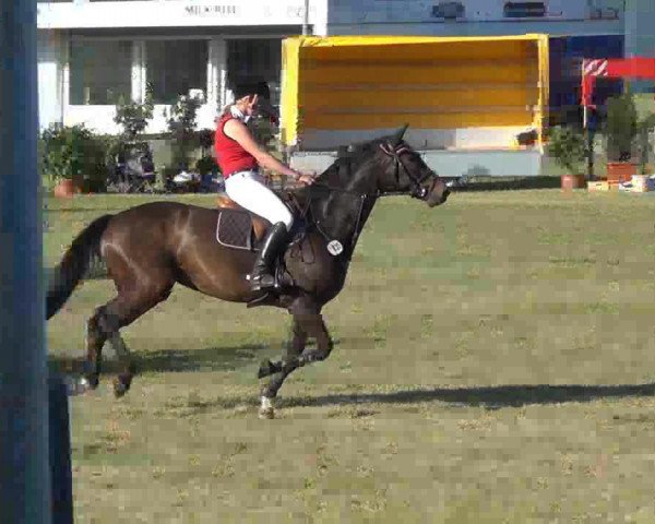jumper Quick Step (Holsteiner, 2002, from Quantum)