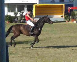 Springpferd Quick Step (Holsteiner, 2002, von Quantum)
