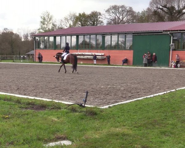 Reitturnier Schwanewede 2021