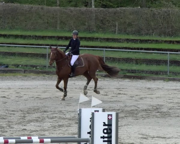 Reitturnier Schaffhausen 2021