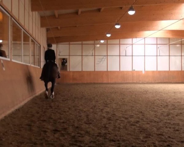 Dressurpferd Savage Rose 2 (Holsteiner, 2002, von Quick Star)