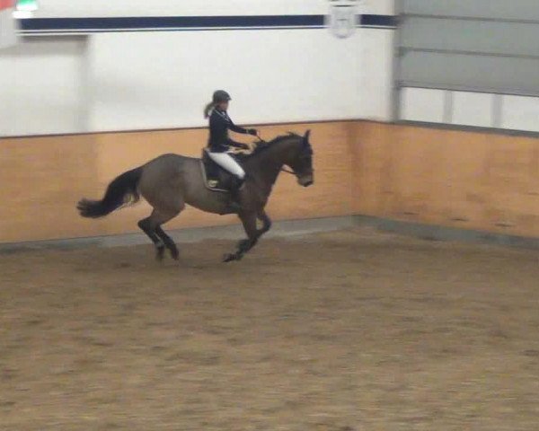 jumper Valandara (Holsteiner, 2005, from Quinar)