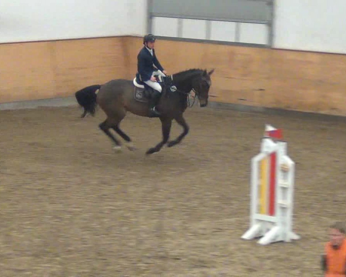 Springpferd Lenfield 2 (Holsteiner, 2005, von Lasino)