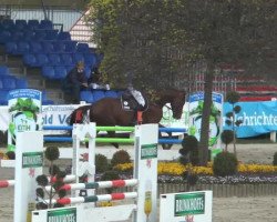 horse Piko's Prinz (unknown, 2010)