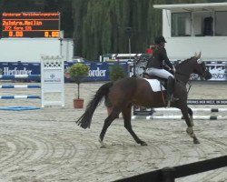 jumper Kora X (Trakehner, 1997, from Couleur-Fuerst)