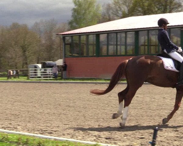Reitturnier Schwanewede 2021