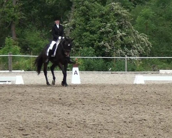 dressage horse Elavita (Trakehner, 2001, from Couleur-Fuerst)