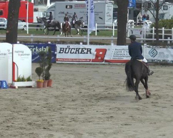 Dressurpferd Showtime 73 (Rheinländer, 2009, von Show Star)