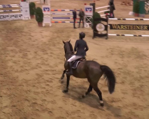 Springpferd Fonzie (Belgisches Warmblut, 2005, von Nonstop)