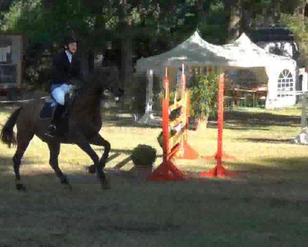 Springpferd Concord 29 (Holsteiner, 1995, von Coronado I)