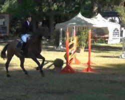 jumper Concord 29 (Holsteiner, 1995, from Coronado I)