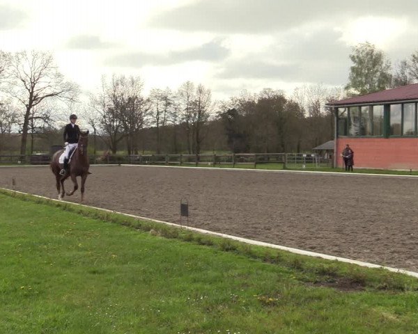 Reitturnier Schwanewede 2021