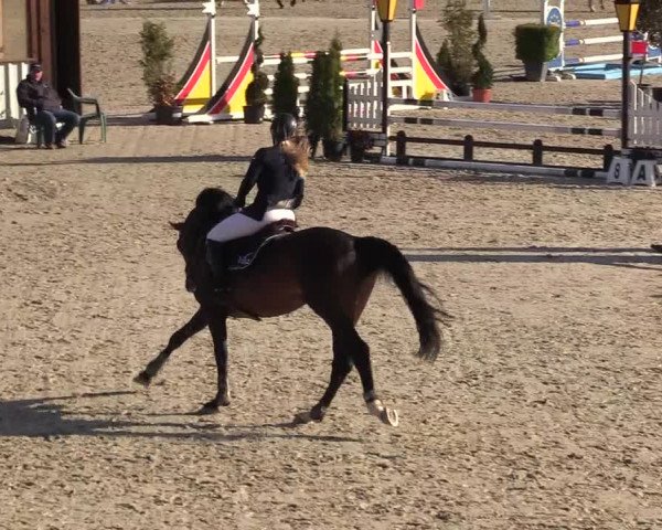 Reitturnier Westergellersen 2021