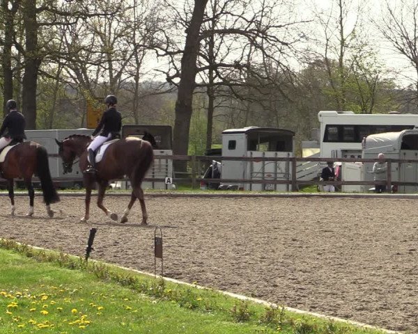 Reitturnier Schwanewede 2021