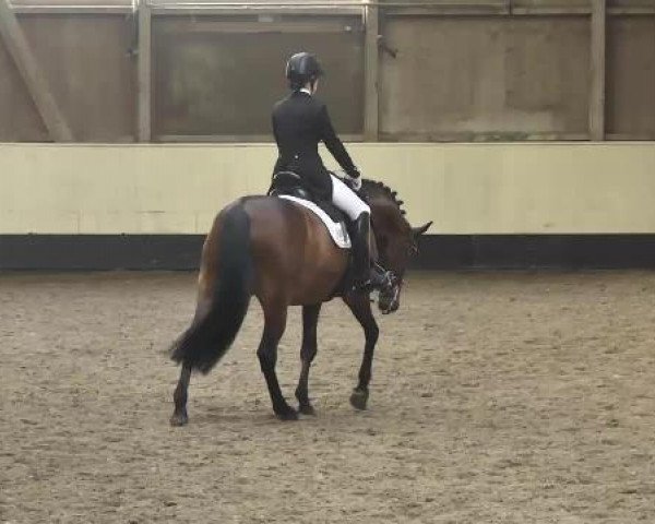 dressage horse Hobbit 9 (Sachse, 2000, from Handryk)