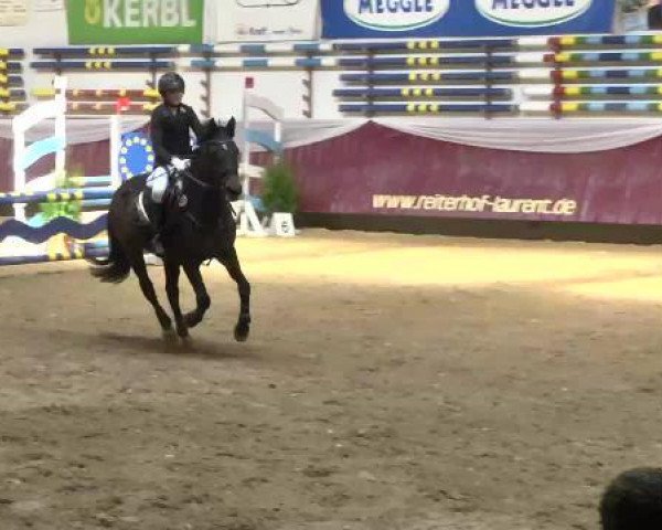 jumper Nordstern 98 (German Riding Pony, 1999, from Nobelchamp)
