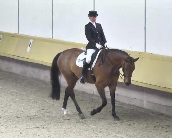 broodmare Lacona VC (Rhinelander, 2004, from Lord Loxley I) broodmare Lacona VC (Rhinelander, 2004, from Lord Loxley I)