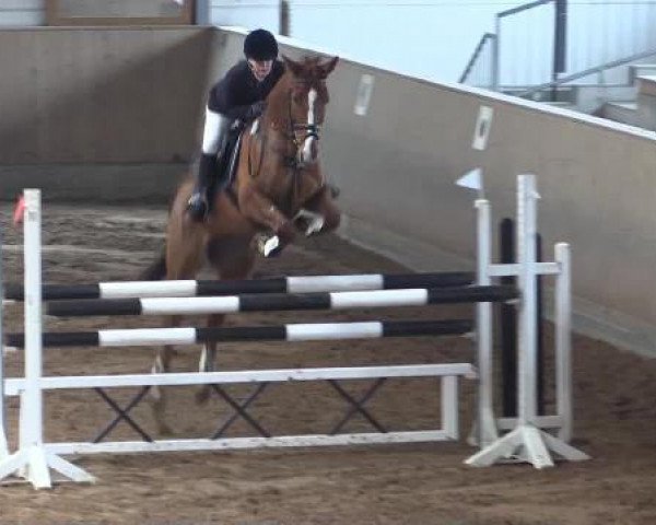 jumper Rakitic G (Westphalian, 2006, from Royaldik)