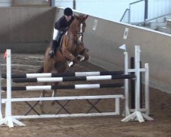 jumper Rakitic G (Westphalian, 2006, from Royaldik)