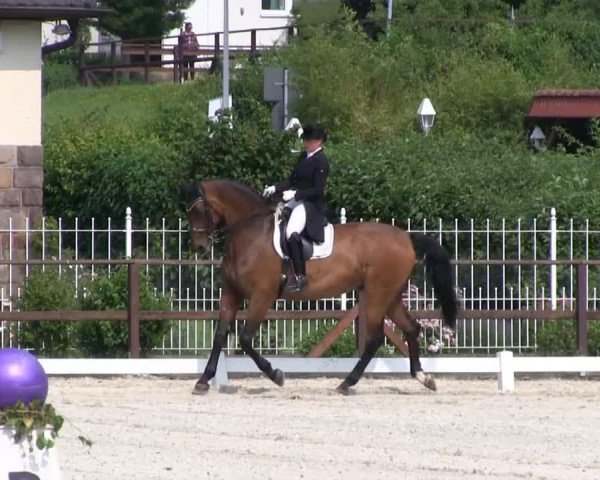 dressage horse Filmstar (Westphalian, 1999, from Ferragamo)