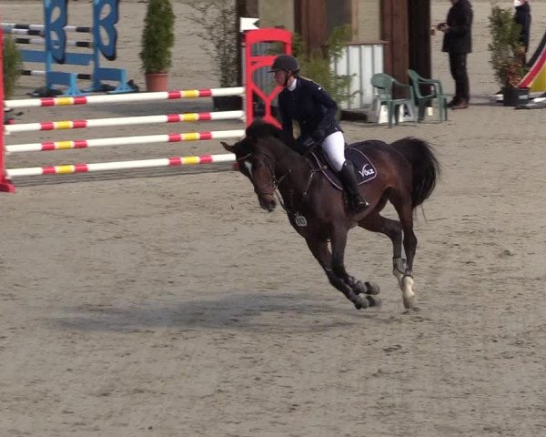 Reitturnier Westergellersen 2021