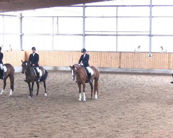 Dressurpferd Doby B (Westfale, 2000, von Dinard L)