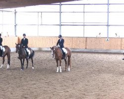 dressage horse Doby B (Westphalian, 2000, from Dinard L)