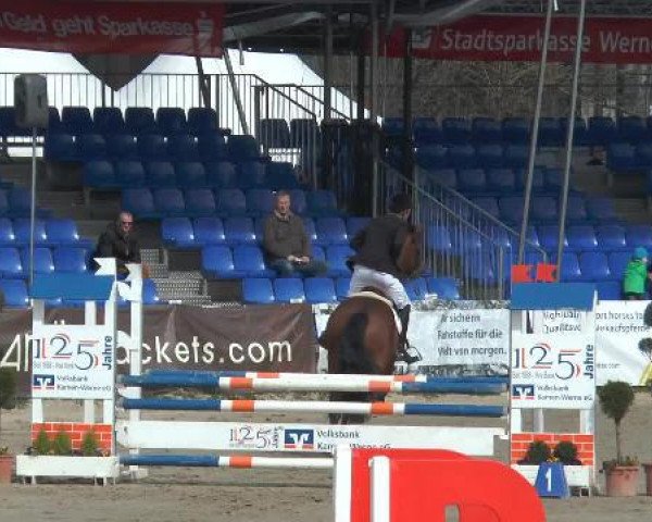 jumper Stakko Air Zwei (Holsteiner, 2010, from Stakkato)