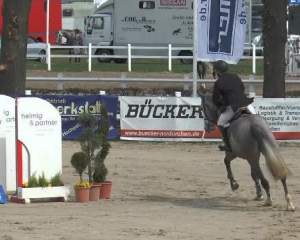 jumper Caio NB (Westphalian, 2010, from Camax L)