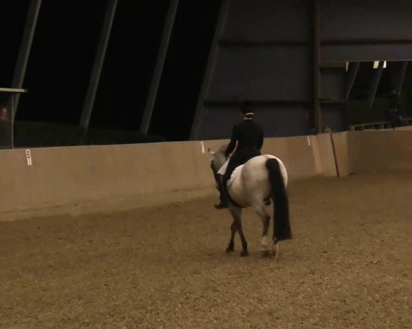 dressage horse Golden Dapango (German Riding Pony, 1993, from Golden Dancer)