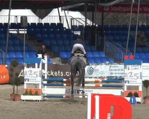 Springpferd Chanel 424 (Oldenburger, 2009, von Check In 2)